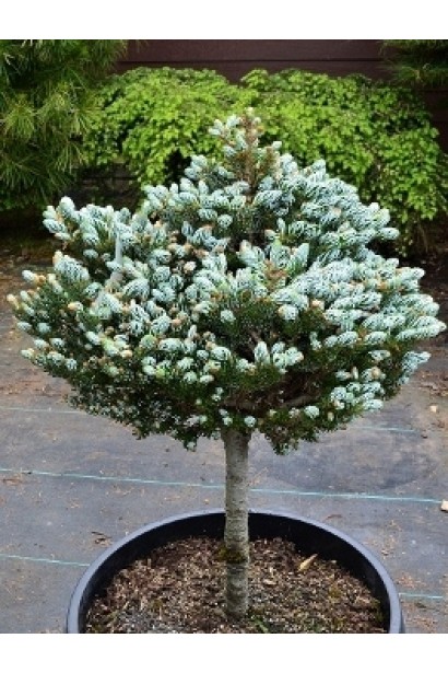 Ялиця Когоутс Айсбрейкер штамб